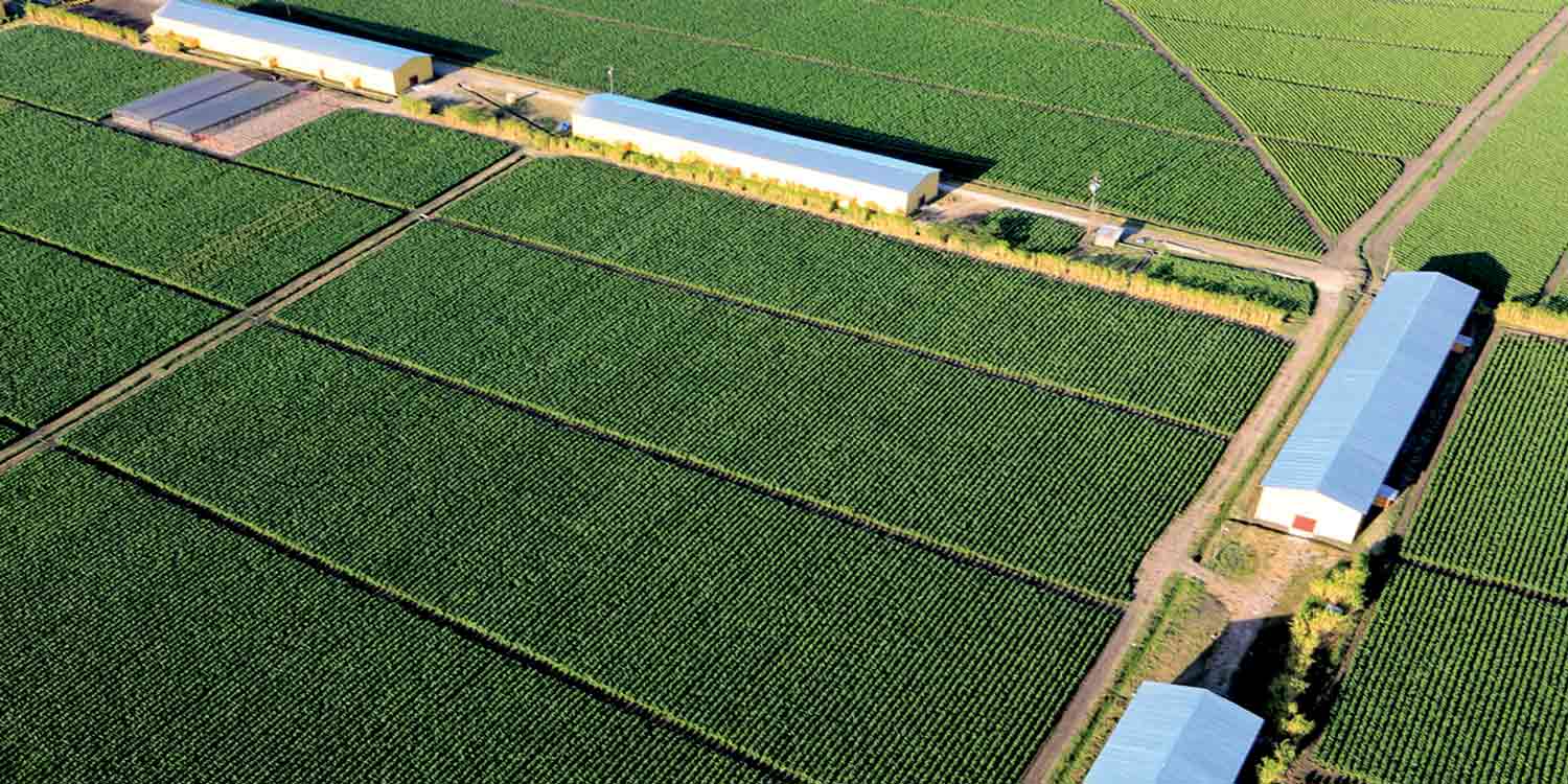 Aerial photo of a Padrón Farm in Nicaragua