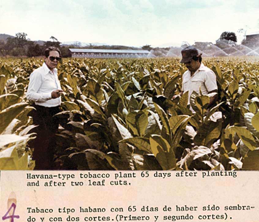 José O. Padrón inspecting Havana-type tobacco plant 65 days after planting and after two leaf cuts.